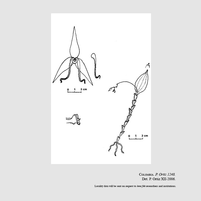 Lepanthes debedoutii
